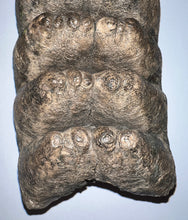 Load image into Gallery viewer, GEM HUGE Stegodon Fossil Molar 9.22 Inches from Thailand!
