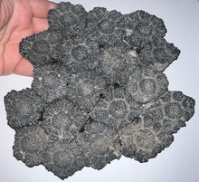 Load image into Gallery viewer, GEM Glyptodont Rare 18 Connected Scutes 8.14 Inches
