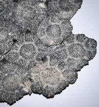 Load image into Gallery viewer, GEM Glyptodont Rare 18 Connected Scutes 8.14 Inches
