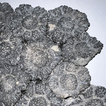 Load image into Gallery viewer, GEM Glyptodont Rare 18 Connected Scutes 8.14 Inches
