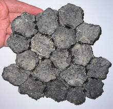 Load image into Gallery viewer, GEM Glyptodont Rare 18 Connected Scutes 8.14 Inches
