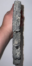 Load image into Gallery viewer, GEM Glyptodont Rare 18 Connected Scutes 8.14 Inches
