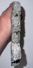 Load image into Gallery viewer, GEM Glyptodont Rare 18 Connected Scutes 8.14 Inches
