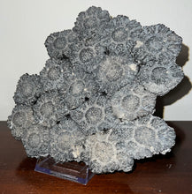 Load image into Gallery viewer, GEM Glyptodont Rare 18 Connected Scutes 8.14 Inches

