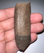 Load image into Gallery viewer, GEM Rare Large Ice Age Fossil Ground Sloth Paramylodon Tooth 2.75 Inches
