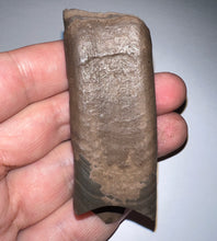 Load image into Gallery viewer, GEM Rare Large Ice Age Fossil Ground Sloth Paramylodon Tooth 2.75 Inches
