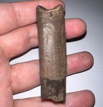 Load image into Gallery viewer, GEM Rare Large Ice Age Fossil Ground Sloth Paramylodon Tooth 2.75 Inches
