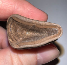 Load image into Gallery viewer, GEM Rare Large Ice Age Fossil Ground Sloth Paramylodon Tooth 2.75 Inches
