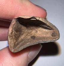 Load image into Gallery viewer, GEM Rare Large Ice Age Fossil Ground Sloth Paramylodon Tooth 2.75 Inches
