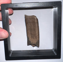 Load image into Gallery viewer, GEM Rare Large Ice Age Fossil Ground Sloth Paramylodon Tooth 2.75 Inches
