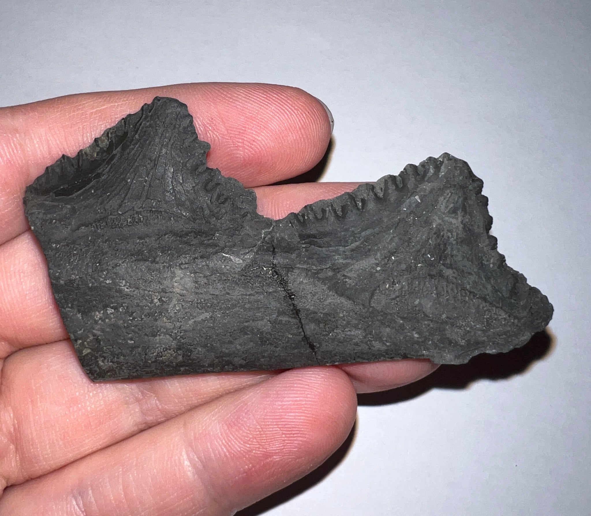 Edestus Fossil Scissor Shark Tooth Whorl for sale Inches