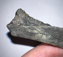 Load image into Gallery viewer, Edestus Fossil Scissor Shark Tooth 6.6 Inches Pre Dinosaur Shark Tooth!
