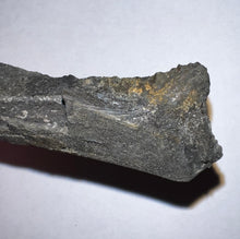 Load image into Gallery viewer, Edestus Fossil Scissor Shark Tooth 6.6 Inches Pre Dinosaur Shark Tooth!
