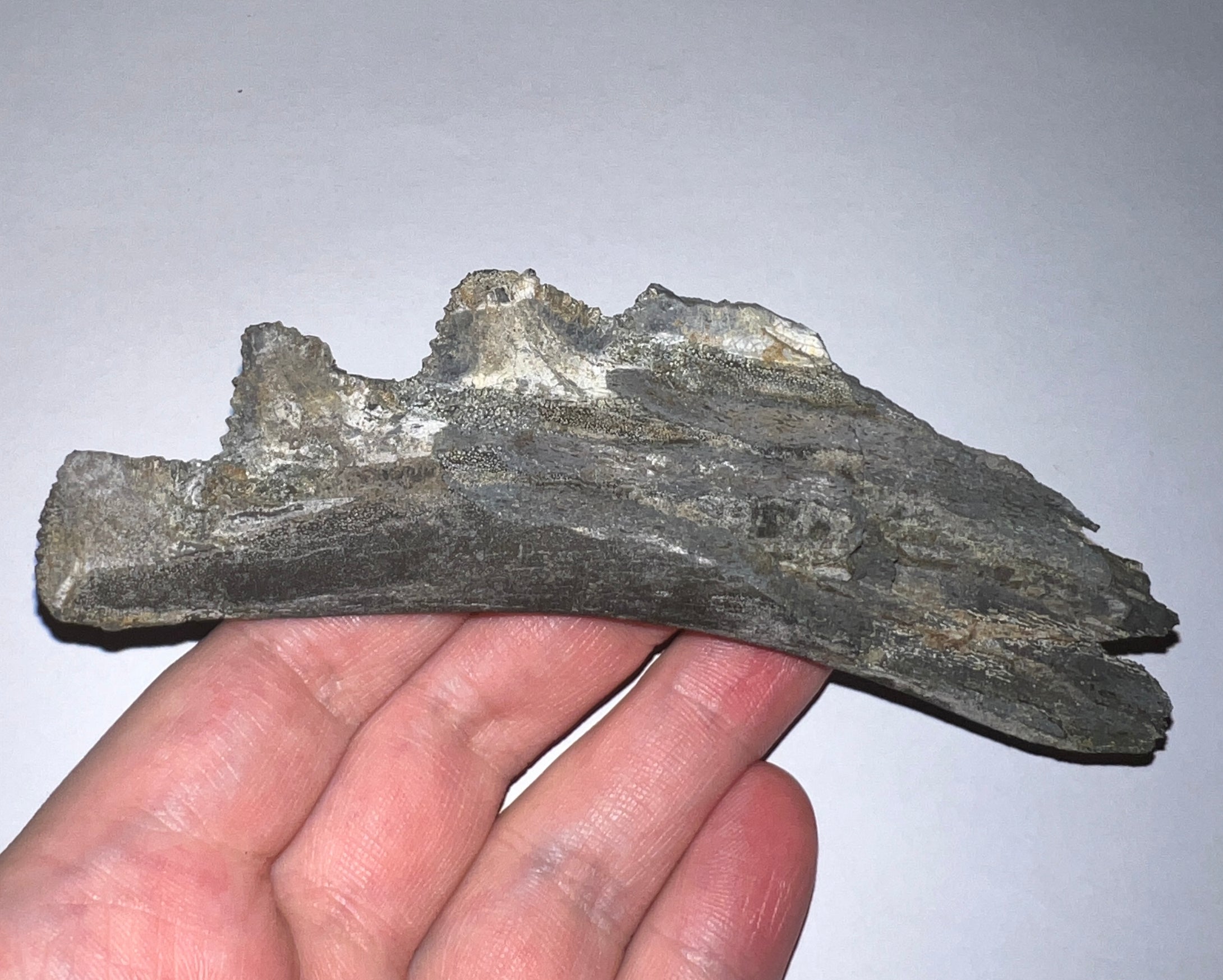 Edestus Fossil Scissor Shark Tooth Whorl 5.02 Inches Pre Dinosaur Shark Tooth!