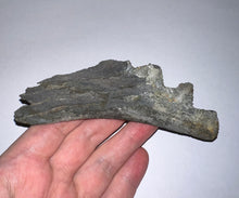 Load image into Gallery viewer, Edestus Fossil Scissor Shark Tooth Whorl 5.02 Inches Pre Dinosaur Shark Tooth!
