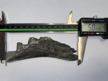 Load image into Gallery viewer, Edestus Fossil Scissor Shark Tooth Whorl 5.02 Inches Pre Dinosaur Shark Tooth!
