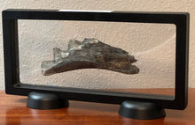 Load image into Gallery viewer, Edestus Fossil Scissor Shark Tooth Whorl 5.02 Inches Pre Dinosaur Shark Tooth!
