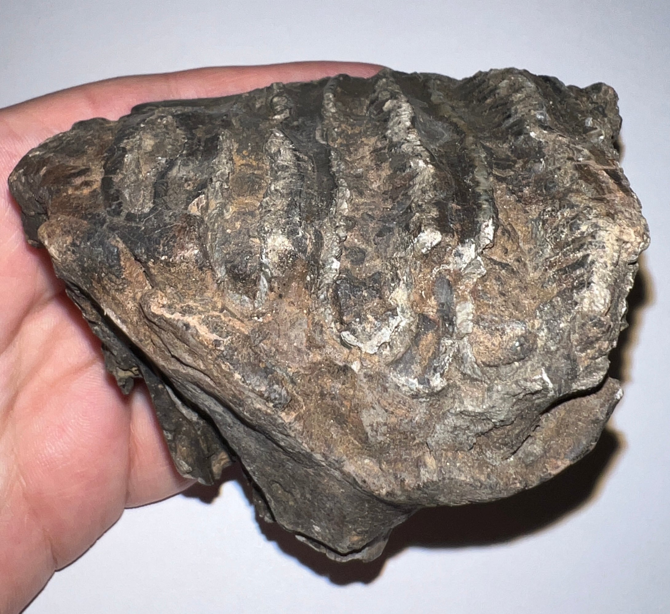 Ice Age Fossil Woolly Mammoth Molar 3.53 Inches from Siberia