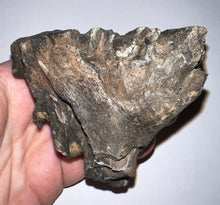 Load image into Gallery viewer, Ice Age Fossil Woolly Mammoth Molar 3.53 Inches from Siberia
