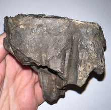 Load image into Gallery viewer, Ice Age Fossil Woolly Mammoth Molar 3.53 Inches from Siberia
