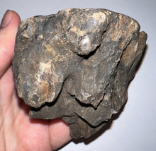 Load image into Gallery viewer, Ice Age Fossil Woolly Mammoth Molar 3.53 Inches from Siberia
