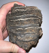 Load image into Gallery viewer, Ice Age Fossil Woolly Mammoth Molar 3.53 Inches from Siberia

