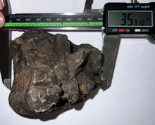Load image into Gallery viewer, Ice Age Fossil Woolly Mammoth Molar 3.53 Inches from Siberia
