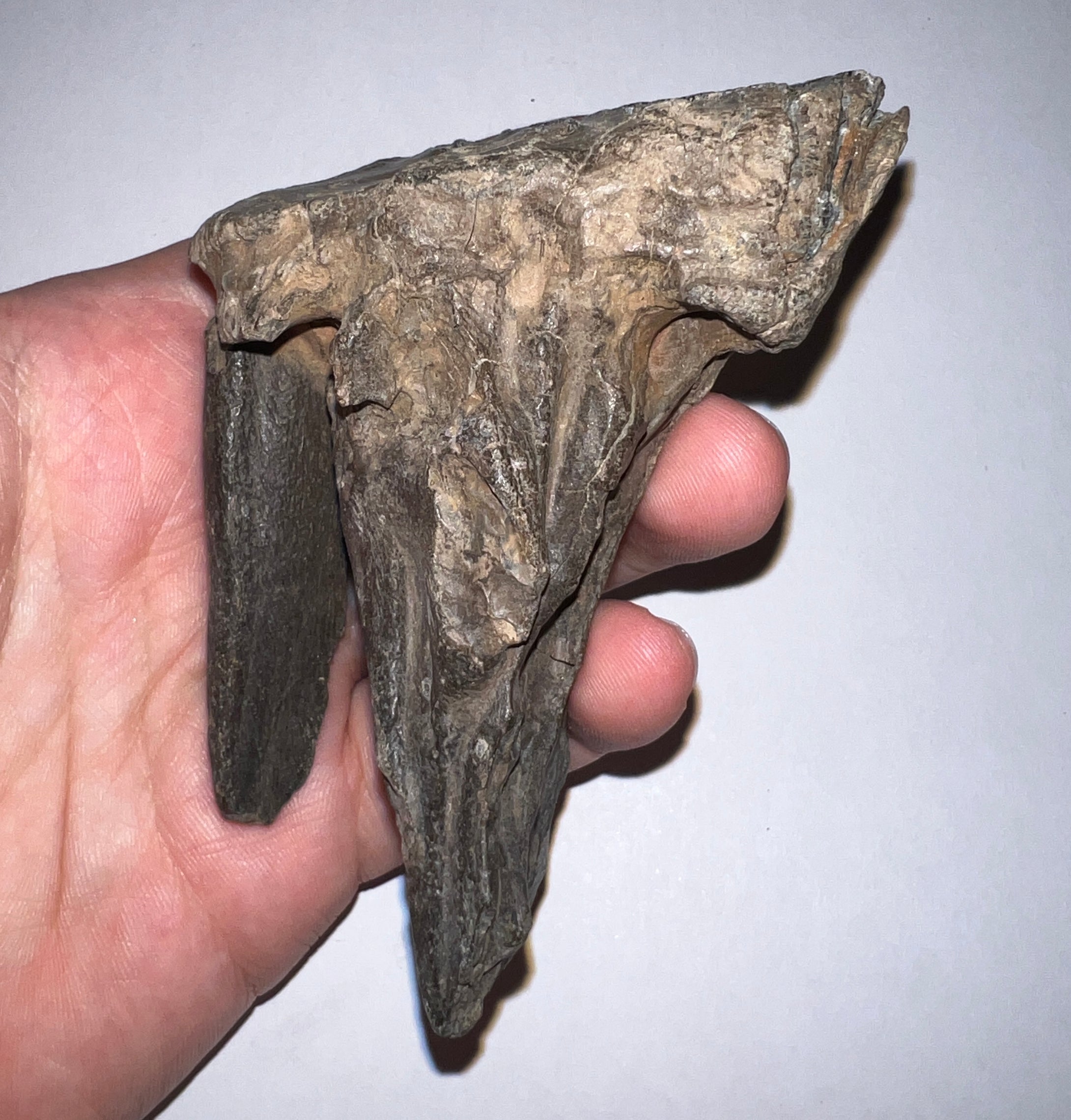 Ice Age Fossil Juvenile Woolly Mammoth Molar 3.8 Inches from Siberia
