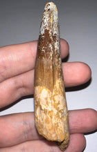 Load image into Gallery viewer, Huge Spinosaur Fossil Dinosaur Tooth 3.32 Inches with Display Stand and Case NO REPAIR
