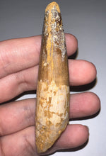 Load image into Gallery viewer, Huge Spinosaur Fossil Dinosaur Tooth 3.32 Inches with Display Stand and Case NO REPAIR
