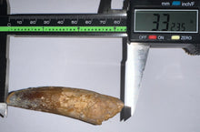 Load image into Gallery viewer, Huge Spinosaur Fossil Dinosaur Tooth 3.32 Inches with Display Stand and Case NO REPAIR
