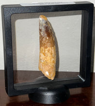 Load image into Gallery viewer, Huge Spinosaur Fossil Dinosaur Tooth 3.32 Inches with Display Stand and Case NO REPAIR
