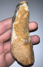 Load image into Gallery viewer, HUGE Spinosaur Fossil Dinosaur Tooth 3.82 Inches with Display Stand and Case
