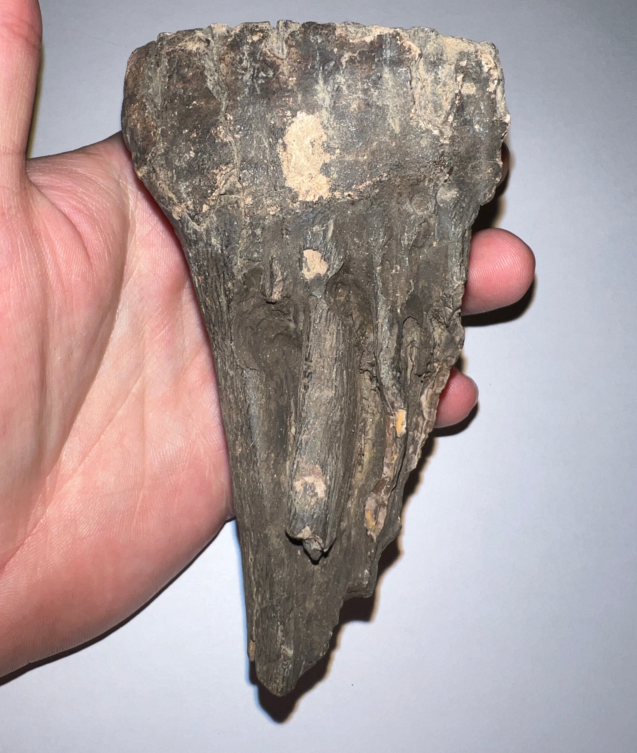 Ice Age Fossil Juvenile Woolly Mammoth Molar 4.25 Inches from Siberia