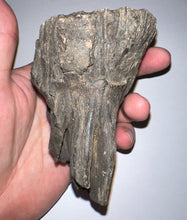 Load image into Gallery viewer, Ice Age Fossil Juvenile Woolly Mammoth Molar 4.25 Inches from Siberia

