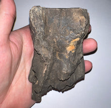 Load image into Gallery viewer, Ice Age Fossil Juvenile Woolly Mammoth Molar 4.25 Inches from Siberia
