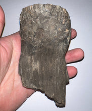 Load image into Gallery viewer, Ice Age Fossil Juvenile Woolly Mammoth Molar 4.25 Inches from Siberia
