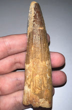 Load image into Gallery viewer, HUGE Spinosaur Fossil Dinosaur Tooth 3.7 Inches with Display Stand and Case
