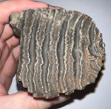 Load image into Gallery viewer, Ice Age Fossil Juvenile Woolly Mammoth Molar 4.25 Inches from Siberia
