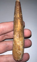 Load image into Gallery viewer, HUGE Spinosaur Fossil Dinosaur Tooth 3.7 Inches with Display Stand and Case
