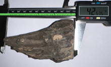 Load image into Gallery viewer, Ice Age Fossil Juvenile Woolly Mammoth Molar 4.25 Inches from Siberia
