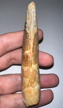 Load image into Gallery viewer, HUGE Spinosaur Fossil Dinosaur Tooth 3.7 Inches with Display Stand and Case
