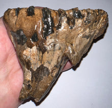 Load image into Gallery viewer, Ice Age Fossil Juvenile Woolly Mammoth Molar 3.96 Inches from Siberia
