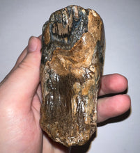 Load image into Gallery viewer, Ice Age Fossil Juvenile Woolly Mammoth Molar 3.96 Inches from Siberia
