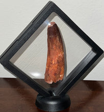 Load image into Gallery viewer, GEM HUGE Spinosaur Fossil Dinosaur Tooth 3.57 Inches with Display Stand and Case NO REPAIR
