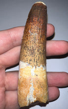Load image into Gallery viewer, GEM HUGE Spinosaur Fossil Dinosaur Tooth 3.8 Inches with Display Stand and Case
