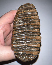 Load image into Gallery viewer, Ice Age Fossil Juvenile Woolly Mammoth Molar 3.96 Inches from Siberia
