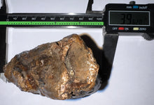 Load image into Gallery viewer, Ice Age Fossil Juvenile Woolly Mammoth Molar 3.96 Inches from Siberia

