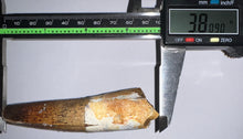 Load image into Gallery viewer, GEM HUGE Spinosaur Fossil Dinosaur Tooth 3.8 Inches with Display Stand and Case
