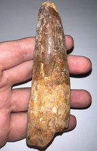 Load image into Gallery viewer, MONSTER Spinosaur Fossil Dinosaur Tooth 4.28 Inches with Display Stand and Case NO REPAIR
